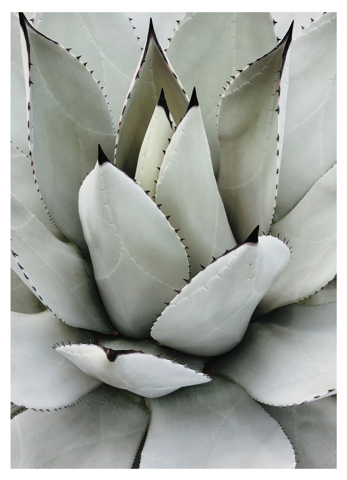 Kunstdruck „Botanik No. 3“ – 40 × 50 cm