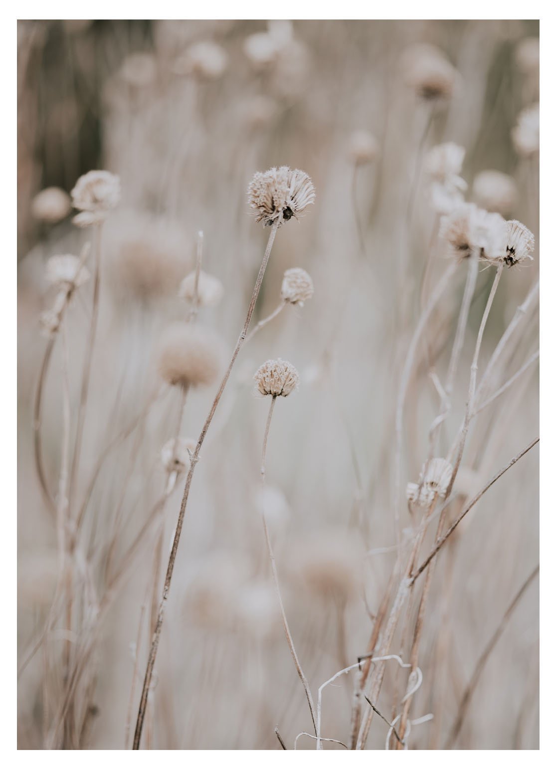 Kunstdruck „Blessy Grass“ – 40 × 50 cm