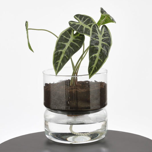 Selbstbewässerndes Pflanzgefäß aus 100 % recyceltem Glas